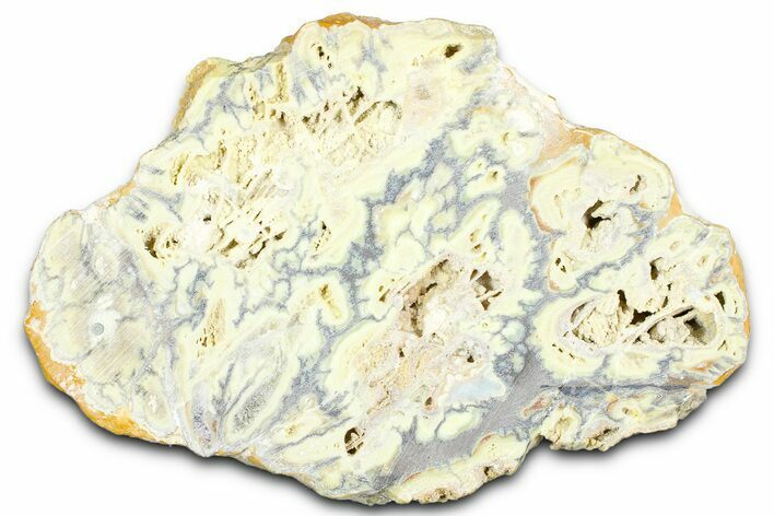 Clay Canyon Crandallite and Wardite - Old Collection Stock #362042